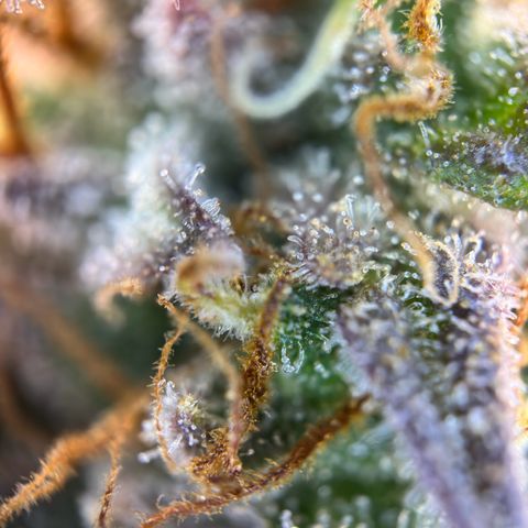 Northern Lights Automatic growlog timeline photo