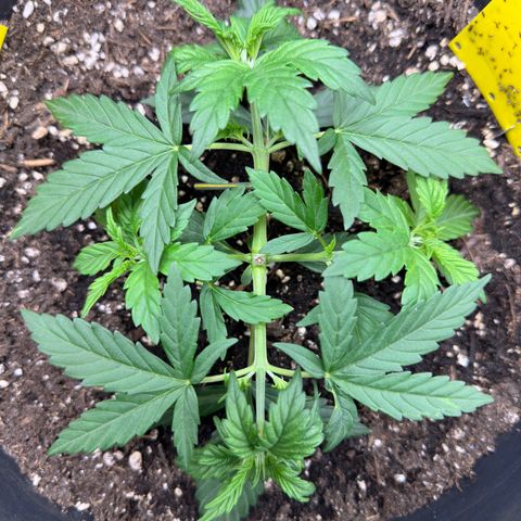 Cookie #2 growlog timeline photo
