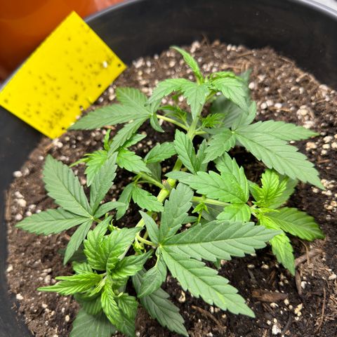 Cookie #2 growlog timeline photo