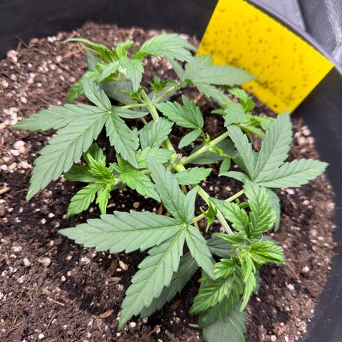 Cookie #2 growlog timeline photo