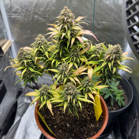 Northern Lights Automatic growlog timeline photo