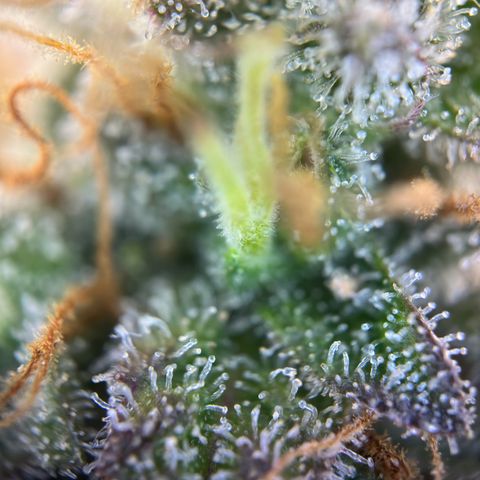 Northern Lights Automatic growlog timeline photo