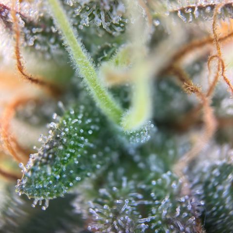 Northern Lights Automatic growlog timeline photo