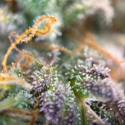 Northern Lights Automatic growlog timeline photo