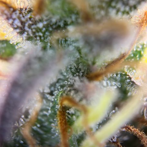 Northern Lights Automatic growlog timeline photo
