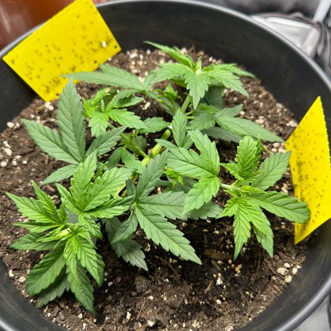 Cookie #2 growlog timeline photo