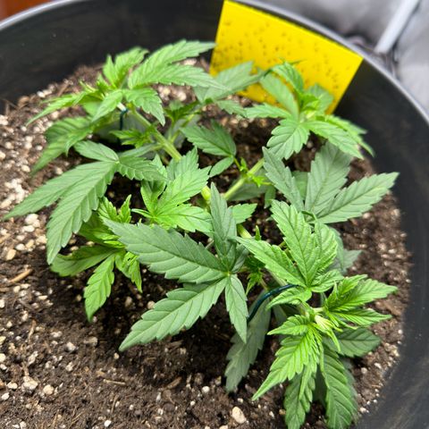 Cookie #2 growlog timeline photo