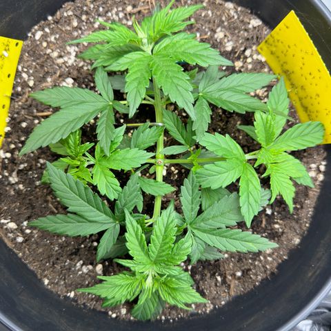 Cookie #2 growlog timeline photo