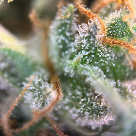 Northern Lights Automatic growlog timeline photo