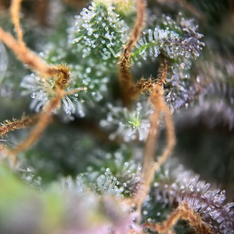Northern Lights Automatic growlog timeline photo