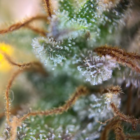 Northern Lights Automatic growlog timeline photo