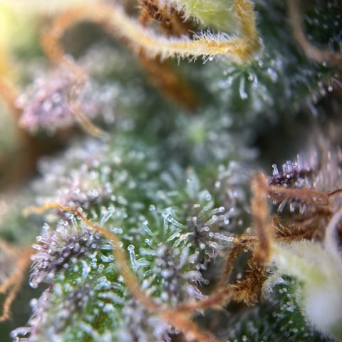 Northern Lights Automatic growlog timeline photo