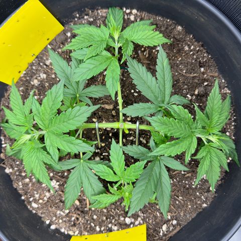Cookie #2 growlog timeline photo