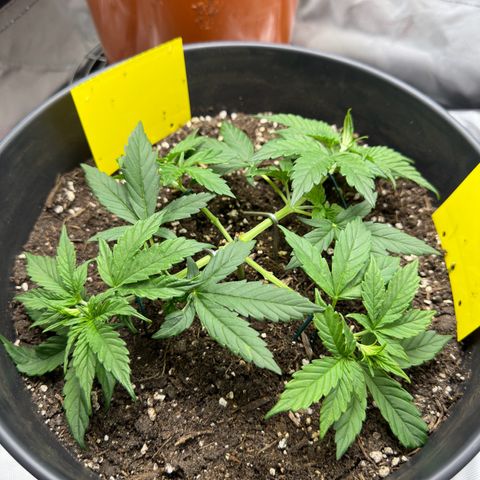 Cookie #2 growlog timeline photo