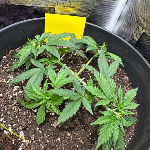Cookie #2 growlog timeline photo