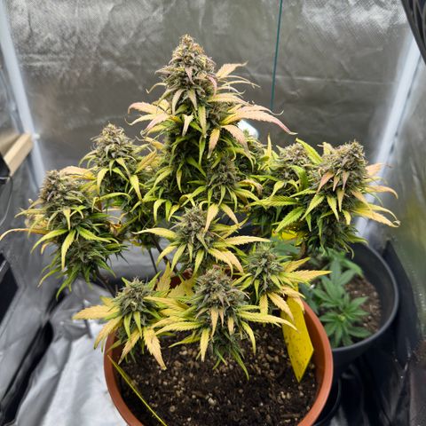 Northern Lights Automatic growlog timeline photo