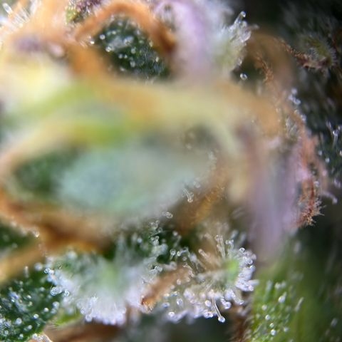 Northern Lights Automatic growlog timeline photo