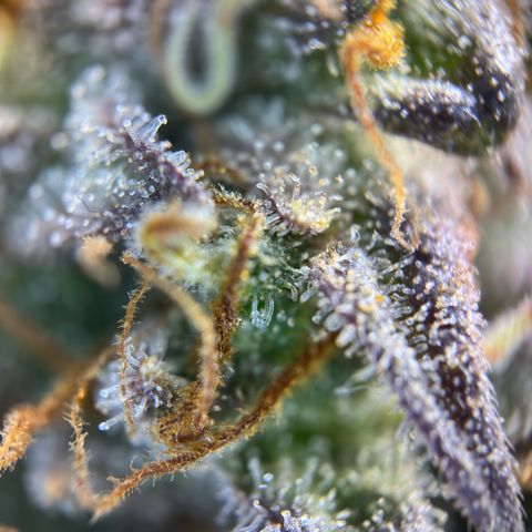 Northern Lights Automatic growlog timeline photo