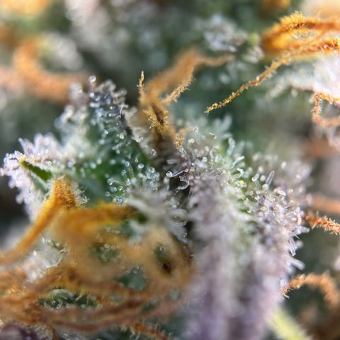 Northern Lights Automatic growlog timeline photo