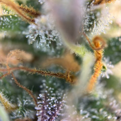 Northern Lights Automatic growlog timeline photo