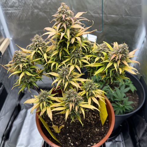 Northern Lights Automatic growlog timeline photo