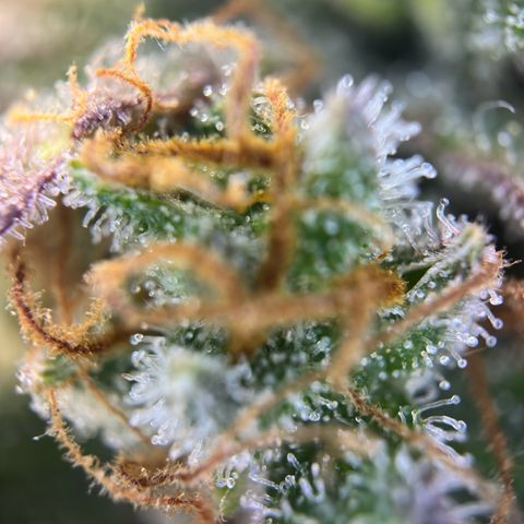 Northern Lights Automatic growlog timeline photo