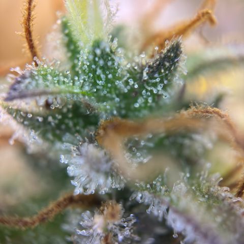 Northern Lights Automatic growlog timeline photo