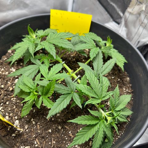 Cookie #2 growlog timeline photo