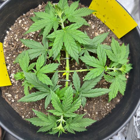 Cookie #2 growlog timeline photo