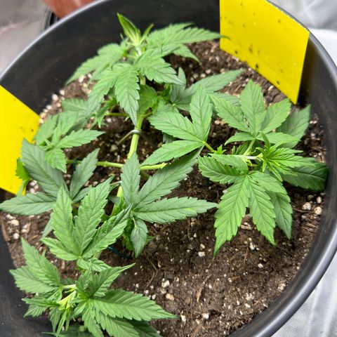 Cookie #2 growlog timeline photo