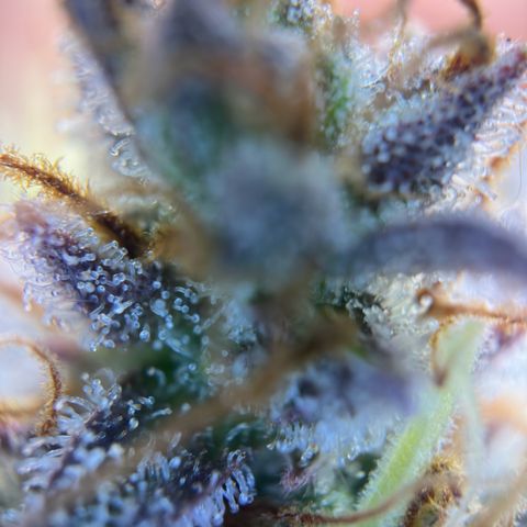 Northern Lights Automatic growlog timeline photo