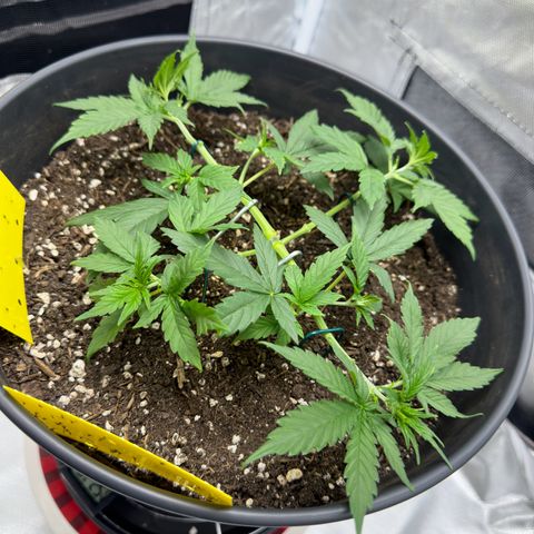 Cookie #2 growlog timeline photo