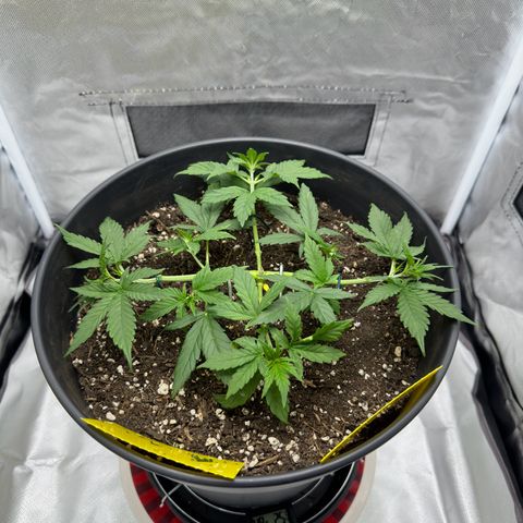 Cookie #2 growlog timeline photo