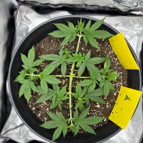 Cookie #2 growlog timeline photo