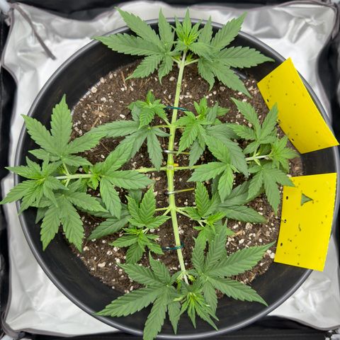 Cookie #2 growlog timeline photo