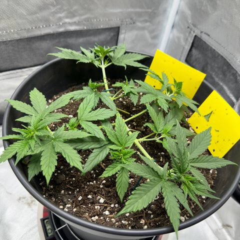 Cookie #2 growlog timeline photo