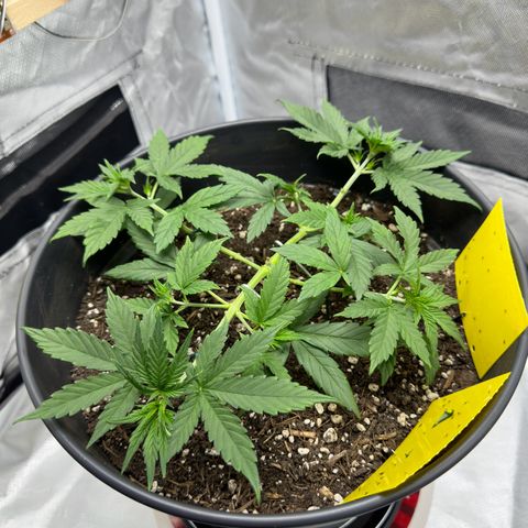 Cookie #2 growlog timeline photo