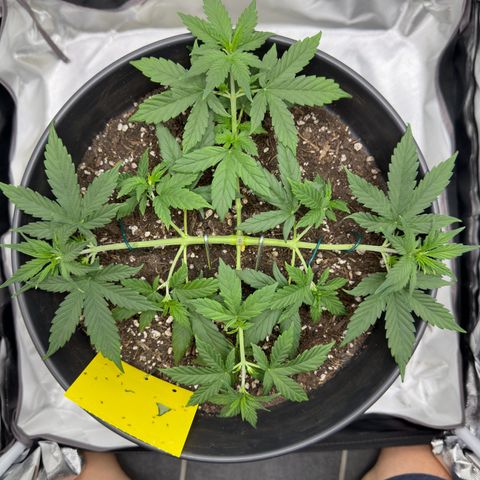 Cookie #2 growlog timeline photo