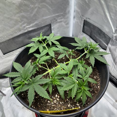 Cookie #2 growlog timeline photo