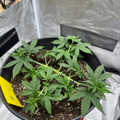 Cookie #2 growlog timeline photo