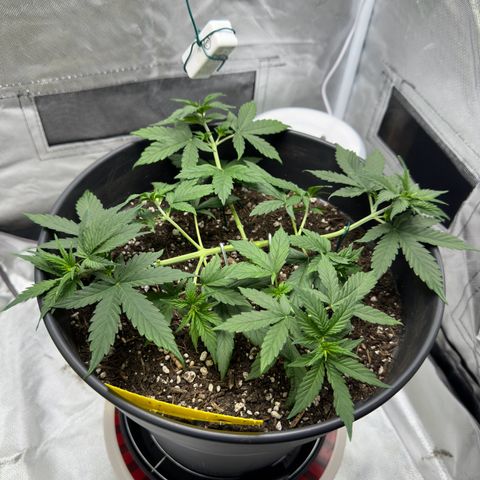 Cookie #2 growlog timeline photo