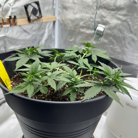 Cookie #2 growlog timeline photo