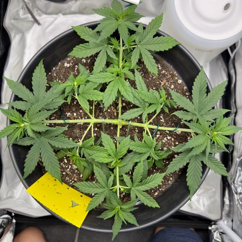 Cookie #2 growlog timeline photo