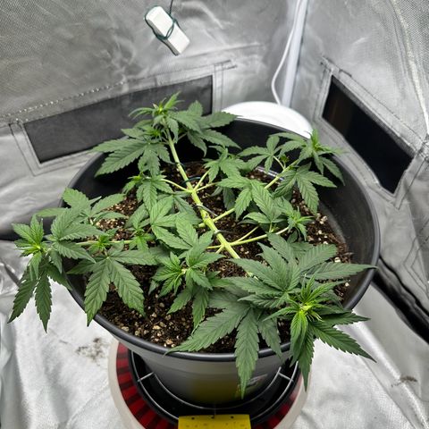 Cookie #2 growlog timeline photo