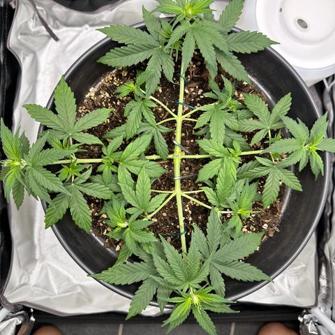Cookie #2 growlog timeline photo