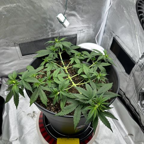 Cookie #2 growlog timeline photo