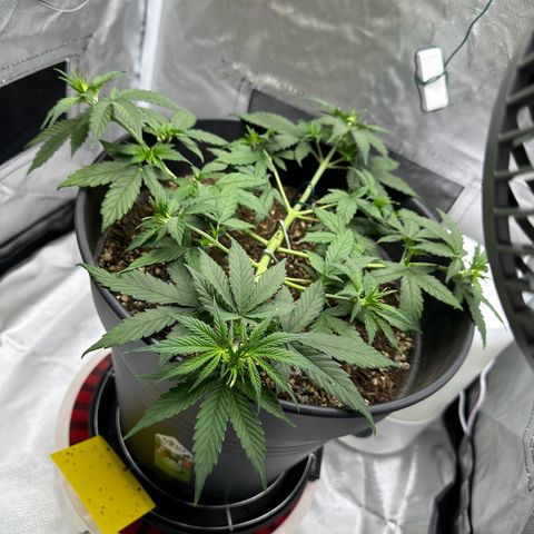 Cookie #2 growlog timeline photo