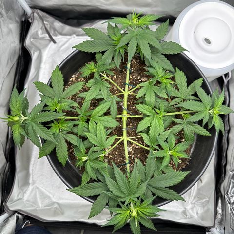 Cookie #2 growlog timeline photo