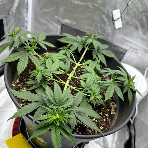Cookie #2 growlog timeline photo