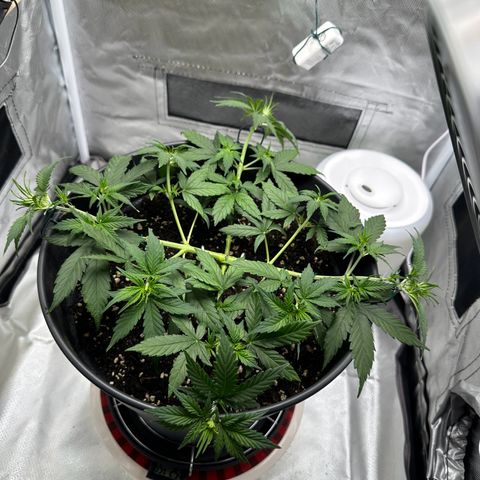 Cookie #2 growlog timeline photo
